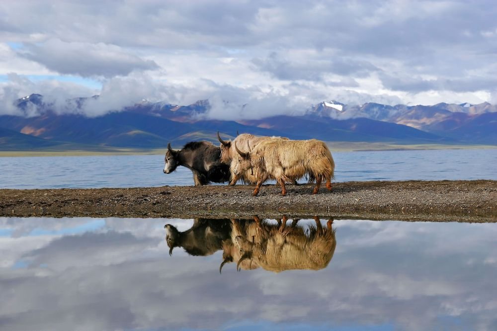 Yaks by Namtso Lake