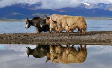Form Shanghai To Tibet Tour