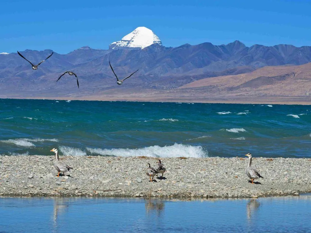 Manasarovar-lake-with-Mt-Kailash-on-the-background