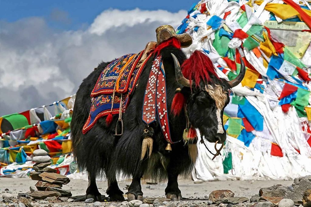 Decorated Tibetan yak in front of colorful prayer flags at a sacred site
