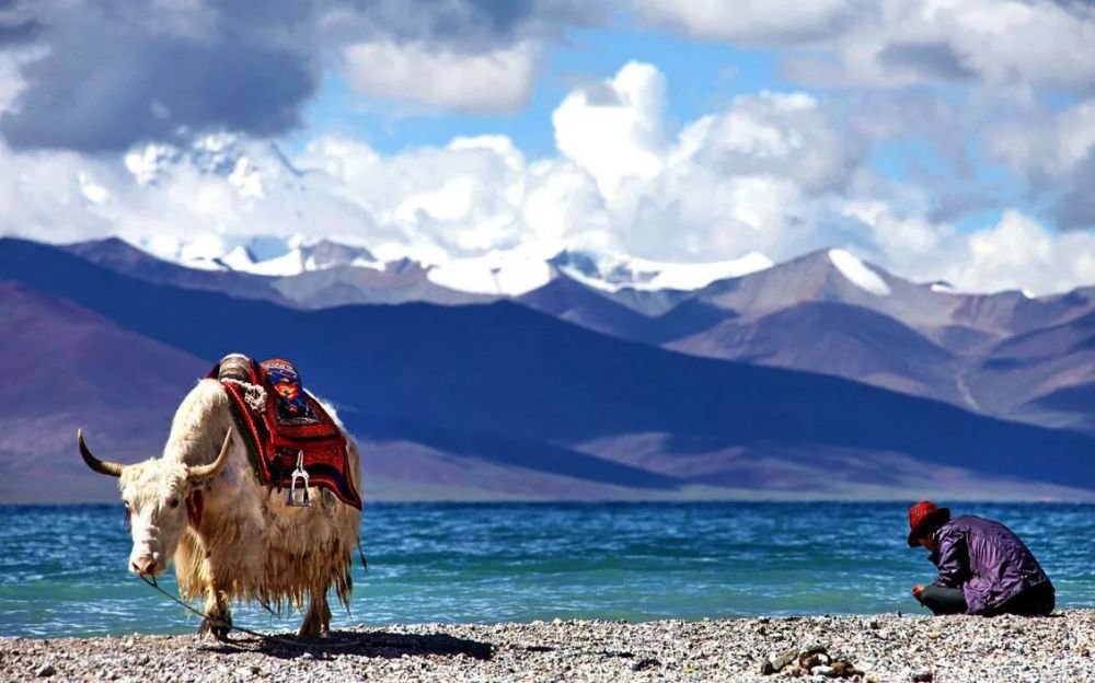 Nomad and yaks at Namtso Lake