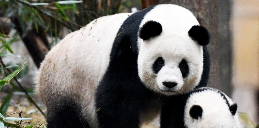 15 days Chengdu to Lhasa Overland Tour