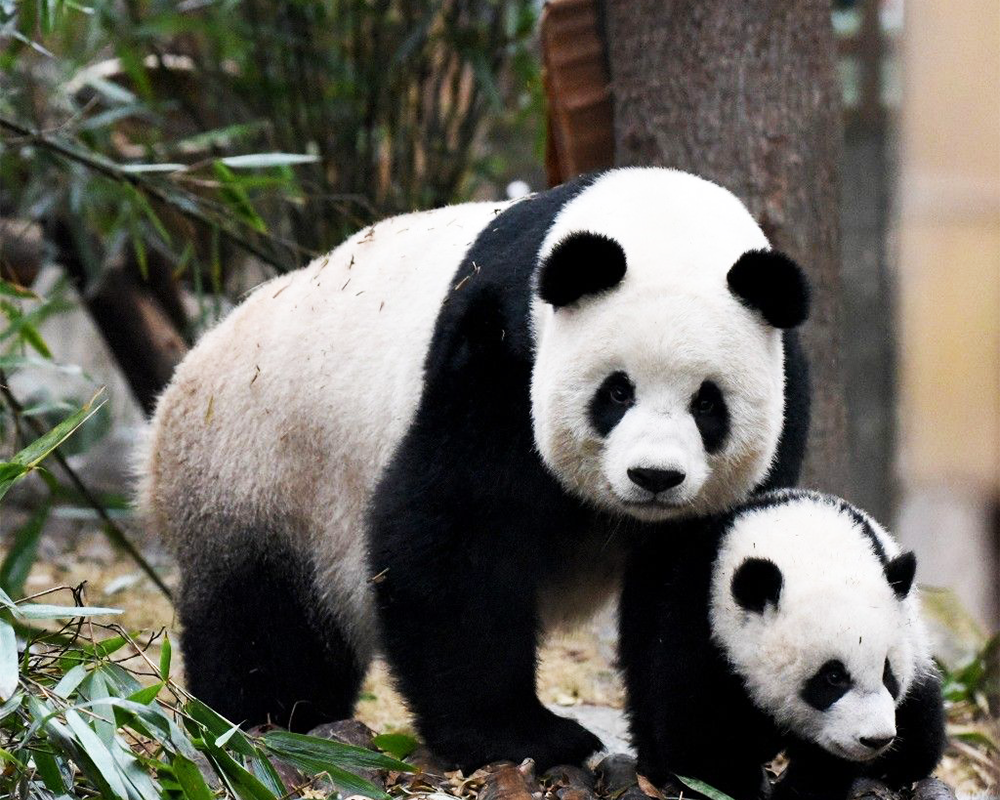 15 days Chengdu to Lhasa Overland Tour