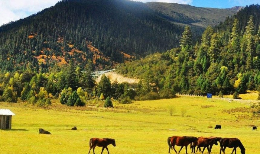 Tibetan Travel Agency In Tibet – Tibet Trip Guide
