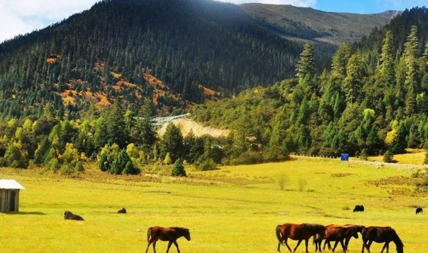 Tibetan Travel Agency In Tibet – Tibet Trip Guide