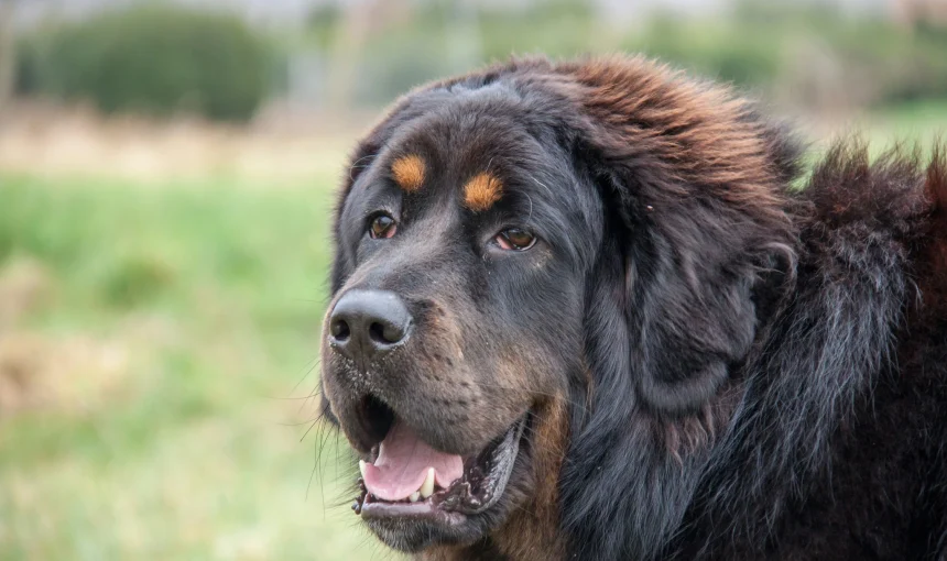 Tibetan Mastiff: Unique Dog from the Tibetan Plateau