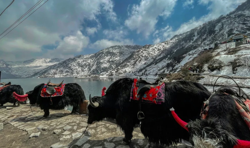 Tibetan Yaks