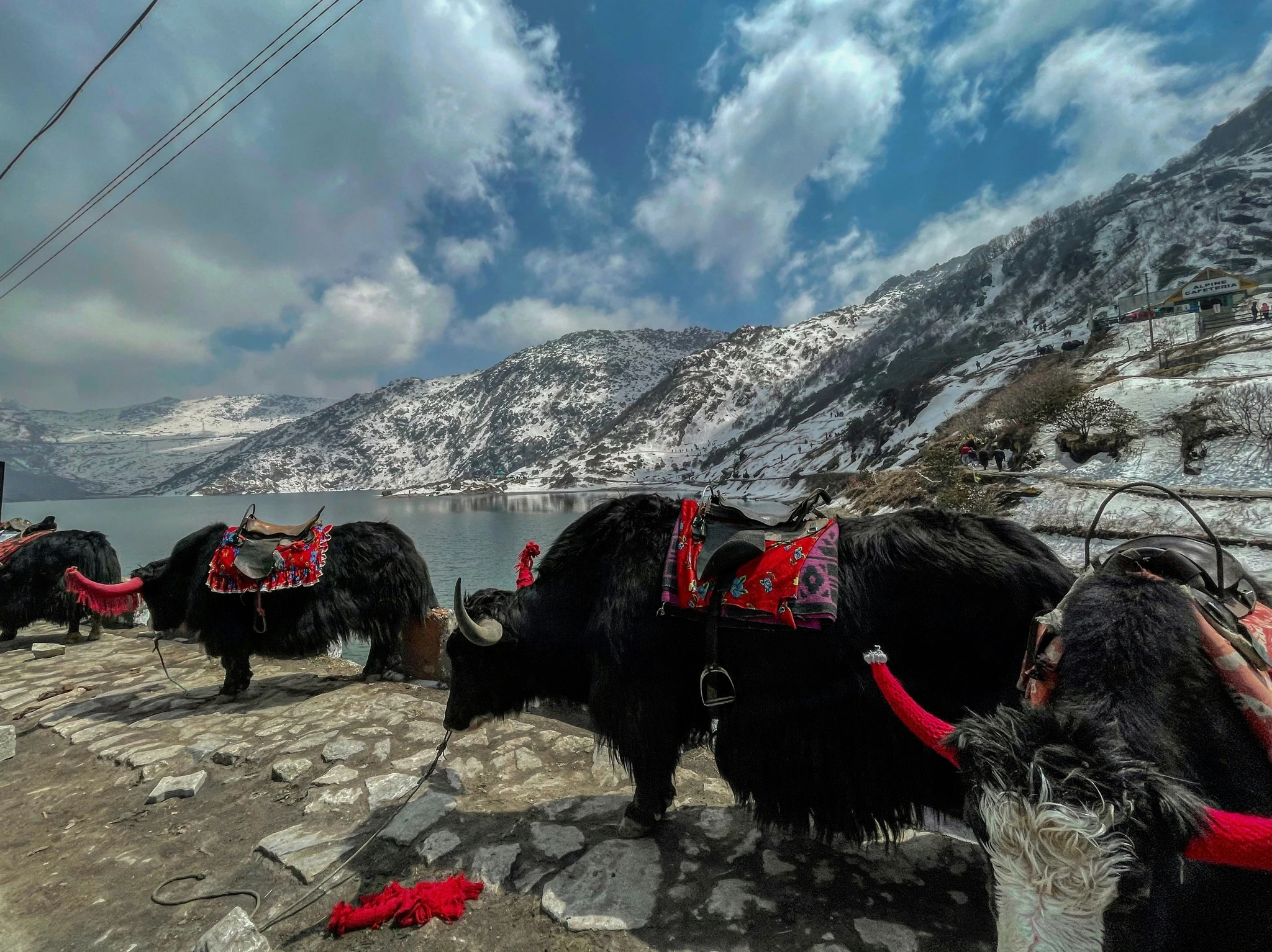 The Significance of Yaks for Tibetan People: A Cultural Treasure