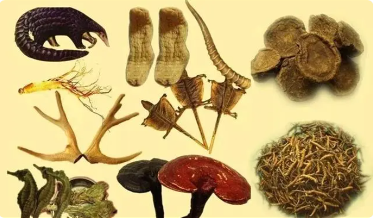 Main medicinal materials