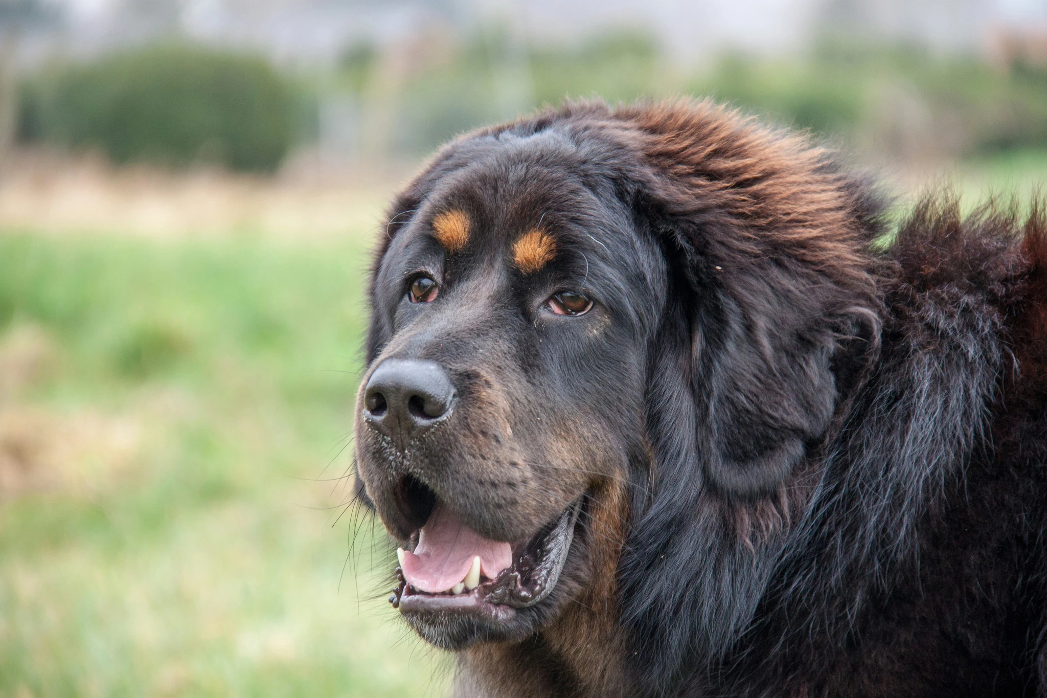 Mastin Tibetano: The Majestic Guardian of the Himalayas