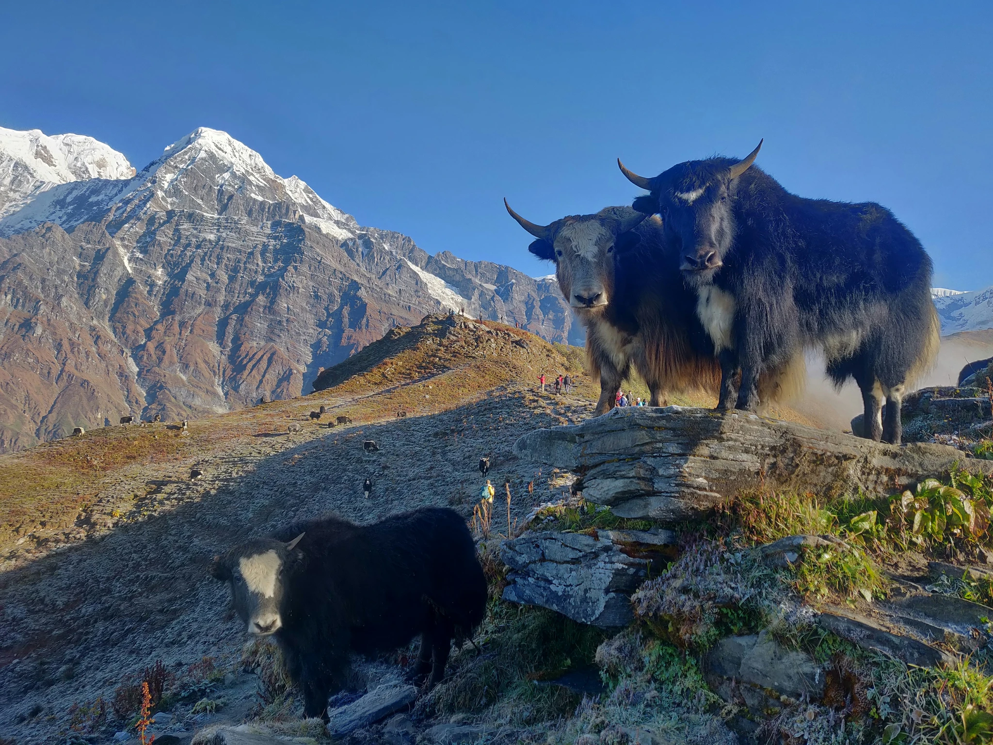 Why the Tibet Yak Animal is Significant to Tibetan People
