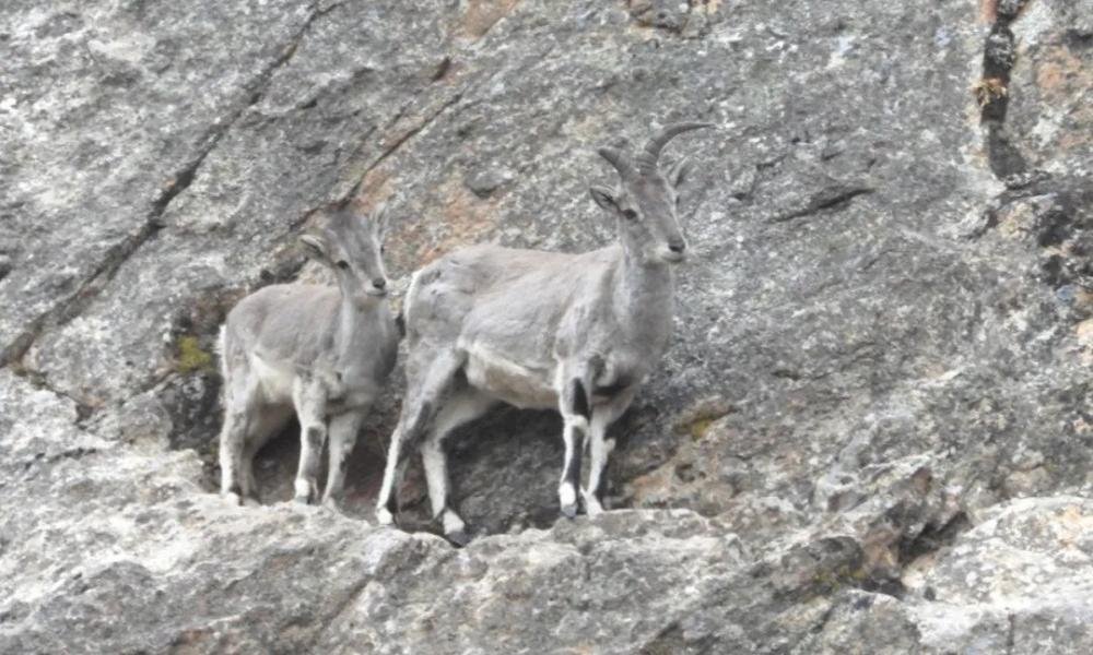 Blue sheep in the Lang Valley