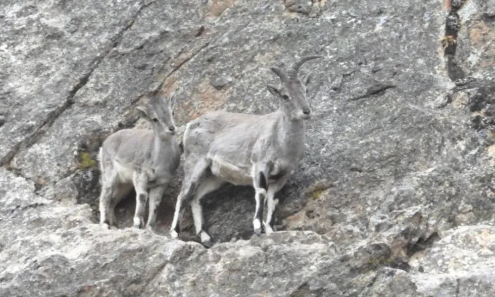 Blue sheep in the Lang Valley