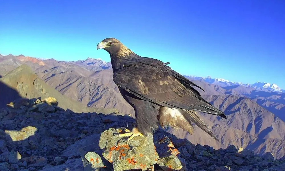 Golden eagle photographed in Langgu