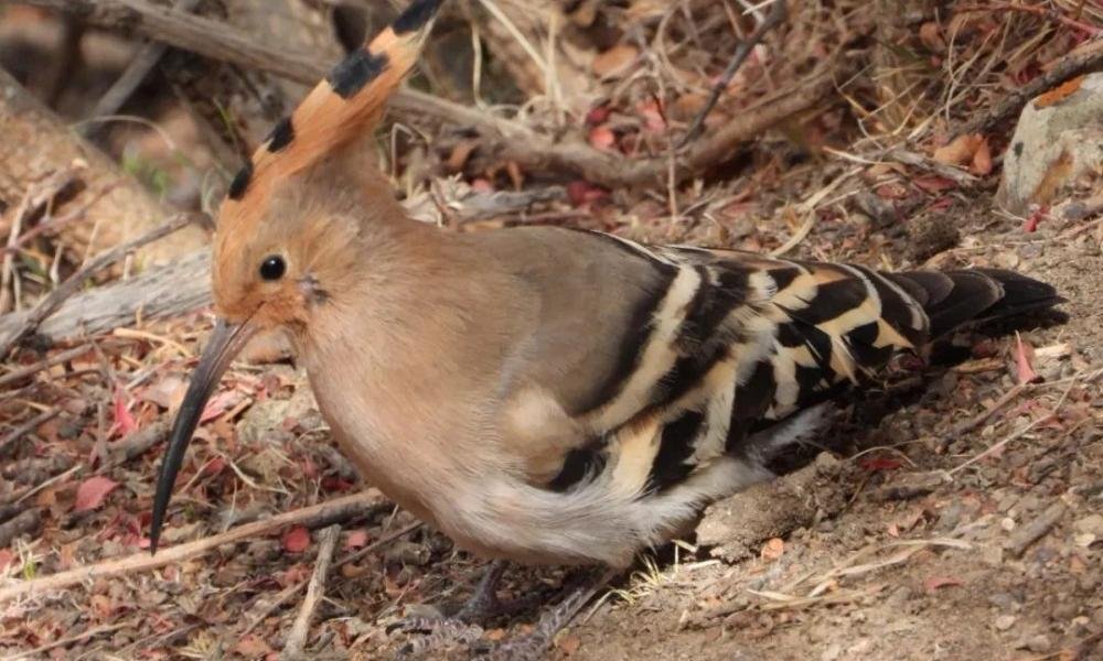 Hoopoe in the Lang Valley