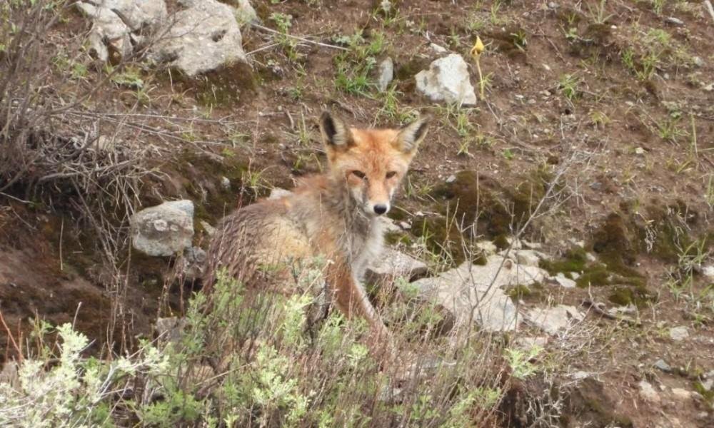 Red fox in Lang Valley