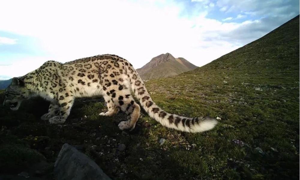 Snow leopards photographed in Langgu (2)