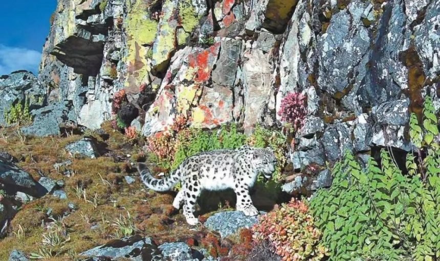 Lhasa’s Secret: Nanglang Valley’s Thriving Wildlife & How to Visit