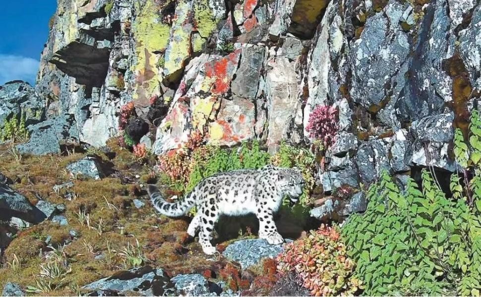 Snow leopards photographed in Langgu