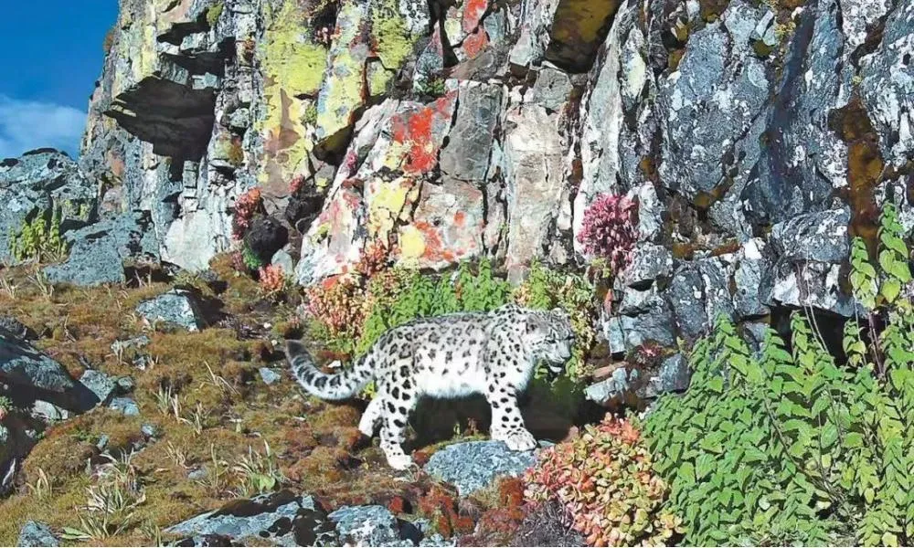 Lhasa’s Secret: Nanglang Valley’s Thriving Wildlife & How to Visit